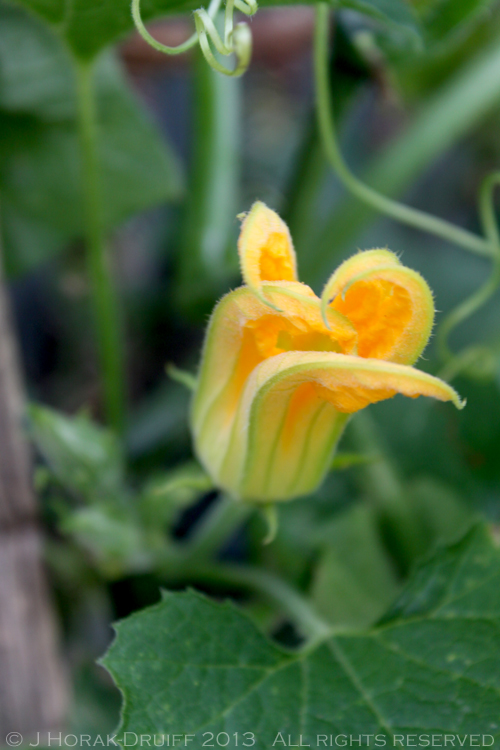 ZucchiniFlowers2 © J Horak-Druiff 2013