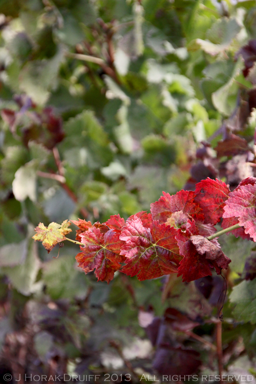 AlentejoRedVineLeaf © J Horak-Druiff 2013