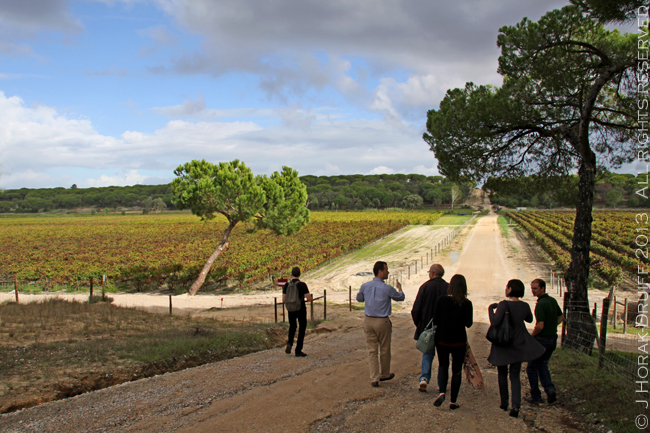 AlentejoVineyardGroup © J Horak-Druiff 2013