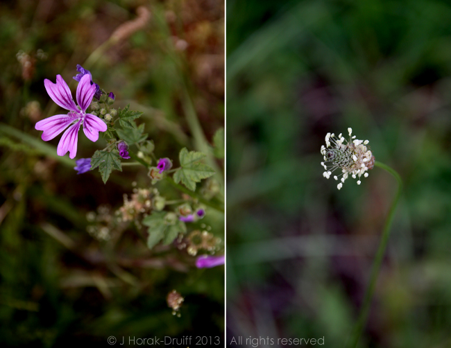 BrantesFlowers3 © J Horak-Druiff 2013