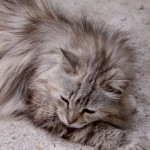 PersianCat © J Horak-Druiff 2013