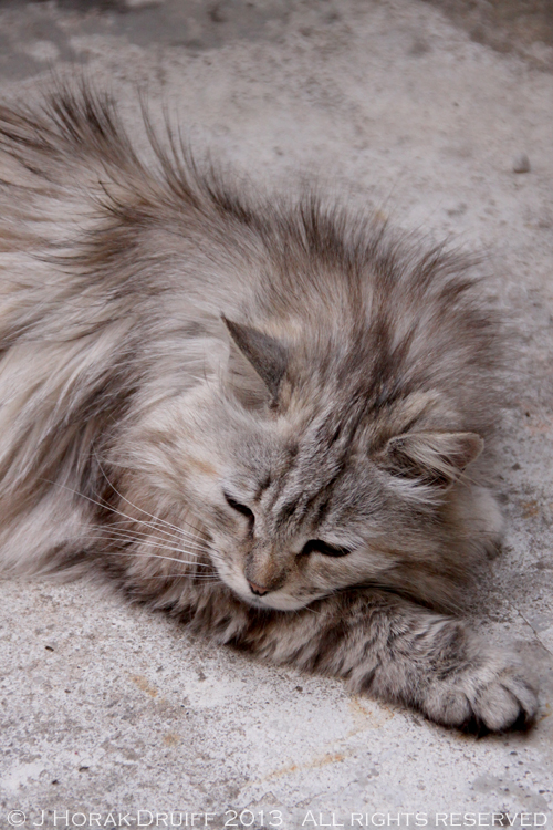 PersianCat © J Horak-Druiff 2013