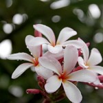 Frangipani © J Horak-Druiff 2013