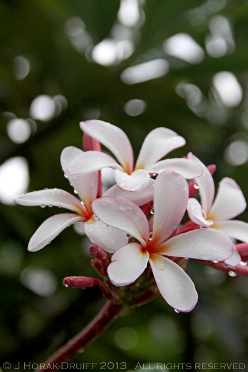 Frangipani © J Horak-Druiff 2013