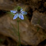 BlueFlower © J Horak-Druiff 2013