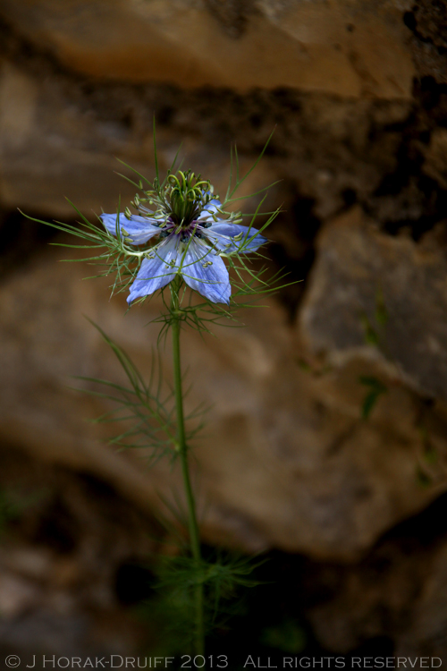 BlueFlower © J Horak-Druiff 2013