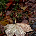 WinterLeaf © J Horak-Druiff 2013