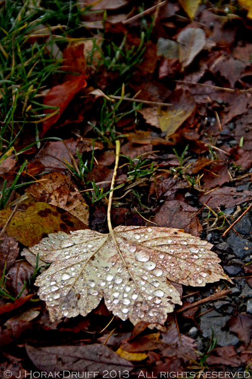 WinterLeaf © J Horak-Druiff 2013