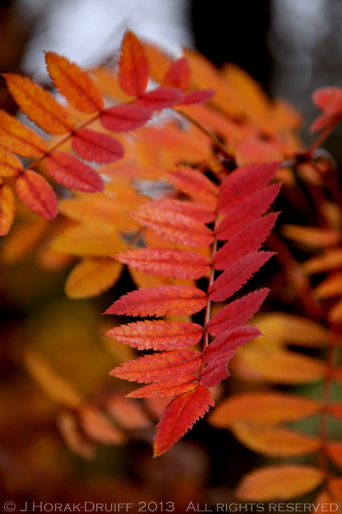 BalquhidderAutumnLeaves © J Horak-Druiff 2014