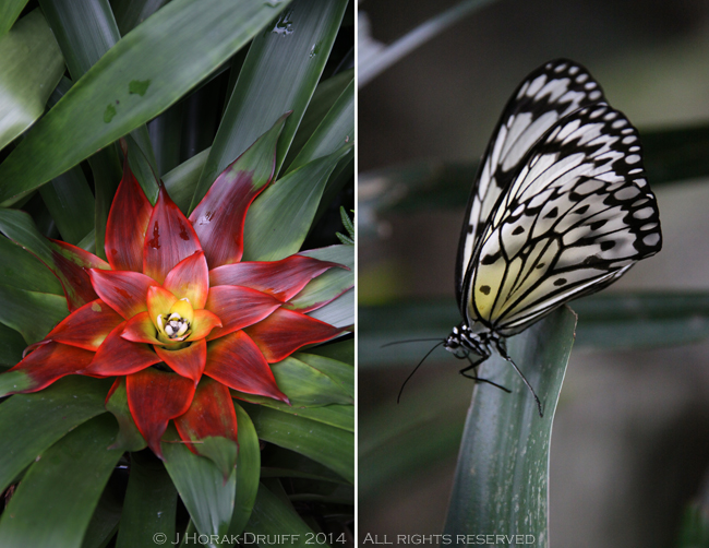 SingaporeBotanicGarden © J Horak-Druiff 2014