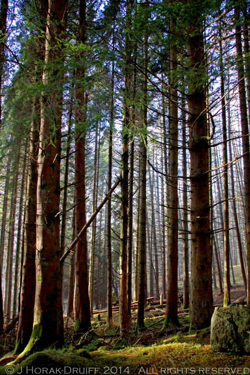 BalquhidderForest © J Horak-Druiff 2014