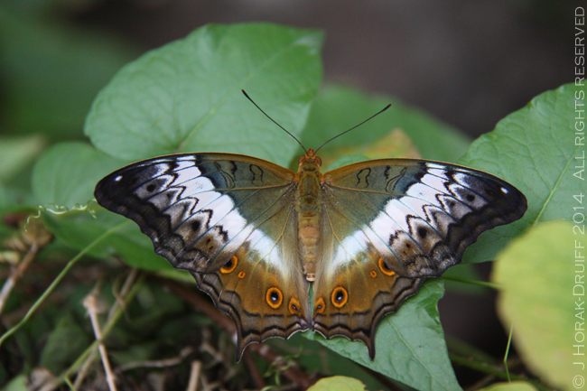 SigaporeButterfly © J Horak-Druiff 2014