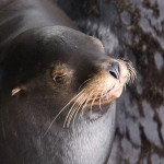 SantaCruzSealion © J Horak-Druiff 2014