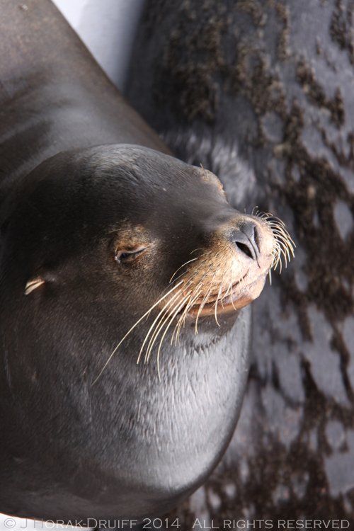 SantaCruzSealion © J Horak-Druiff 2014