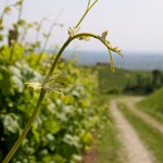 Venicefoto 2014 workshop – creativity flowing on the Strada del Prosecco