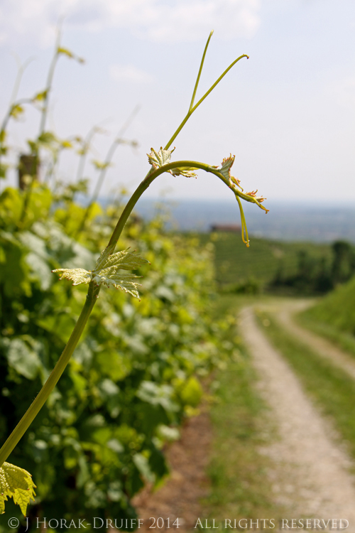 VeniceFotoVines1