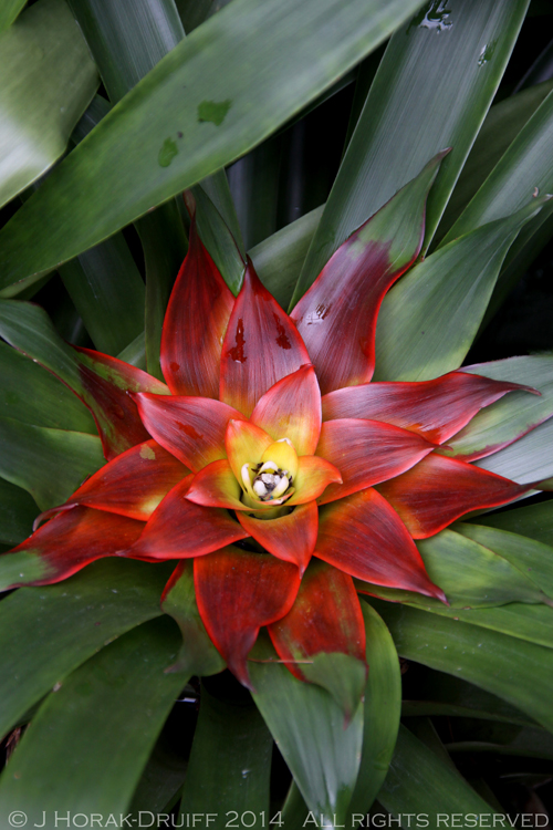 Bromeliad2 © J Horak-Druiff 2014