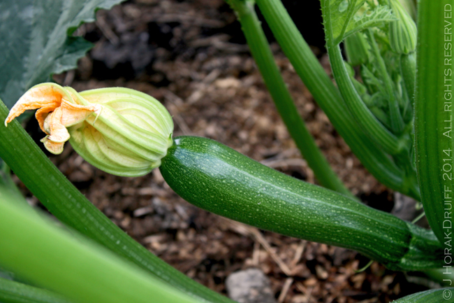 Zucchini © J Horak-Druiff 2014