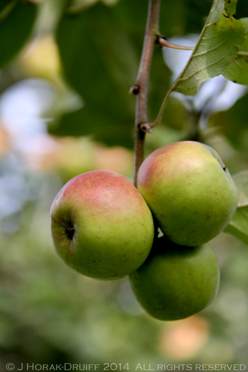 JerseyApples