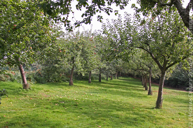 JerseyHamptonneOrchard 