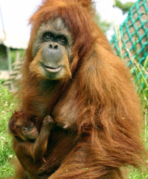 JerseyZooOrangutan