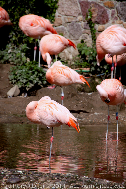 JerseyZooFlamingoes