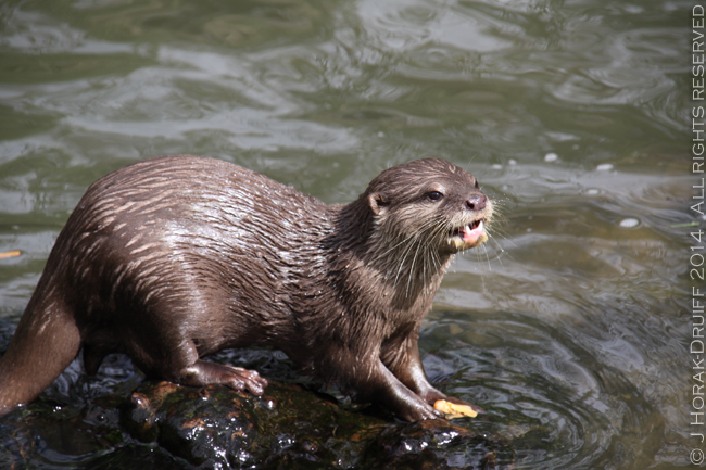 JerseyZooOtter 