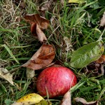 Saturday Snapshots #302