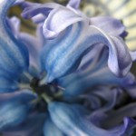 Between Hemispheres – a new blogbaby is born!