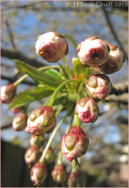 SpringBuds