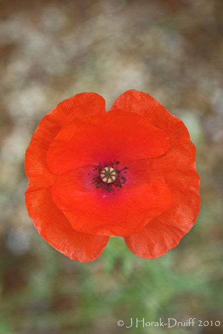 Red poppy