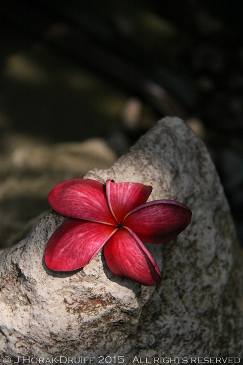 SingaporeRedFrangipani 