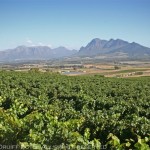 SouthAfricanVineyard