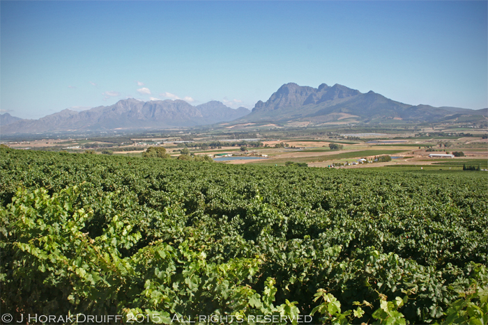 SouthAfricanVineyard