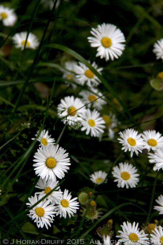 VeniceFotoBarberinDaisies