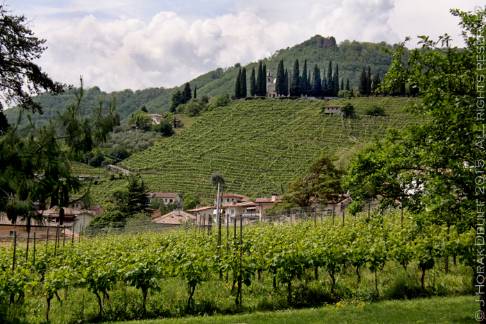 VenicefotoBarberinaVineyards 