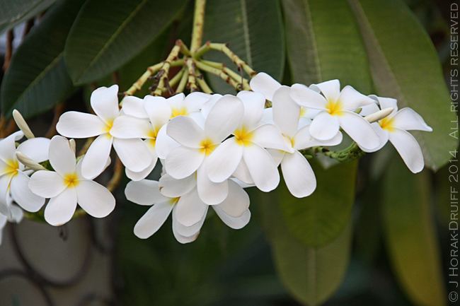 O&OPalmFrangipani 