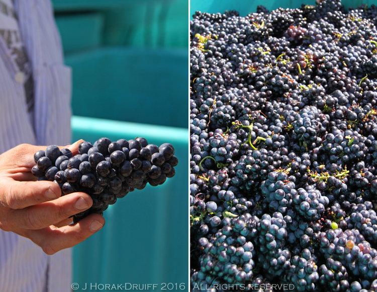 NiagaraVinelandGrapes