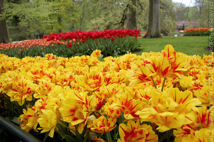 KeukenhofBedsRedYellowTulips 