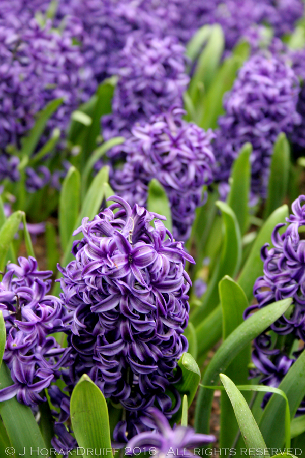 KeukenhofBlueHyacinths 