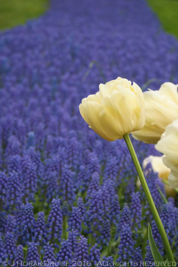 KeukenhofGrapehyacinths 