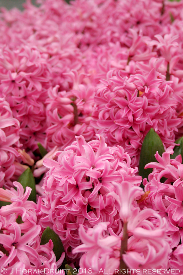 KeukenhofHyacinthsPink