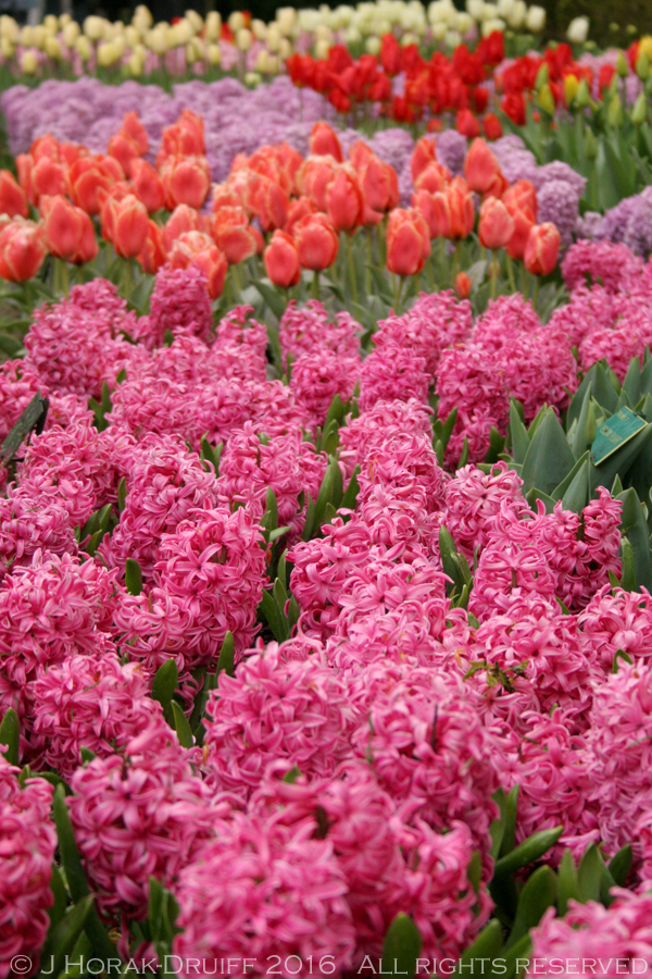 KeukenhofPinkHyacinthBeds 