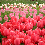 Keukenhof-Tulips-Title