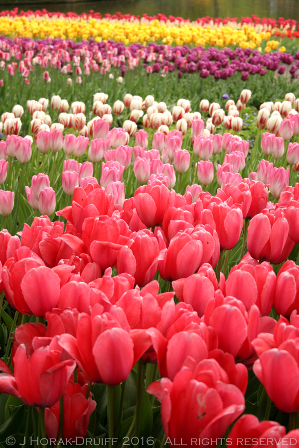 Keukenhof-Tulips-Title