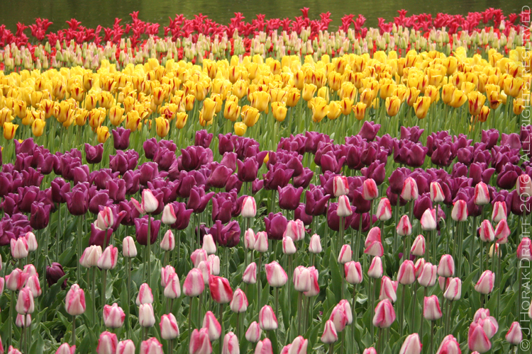 KeukenhofTulipColourBands2