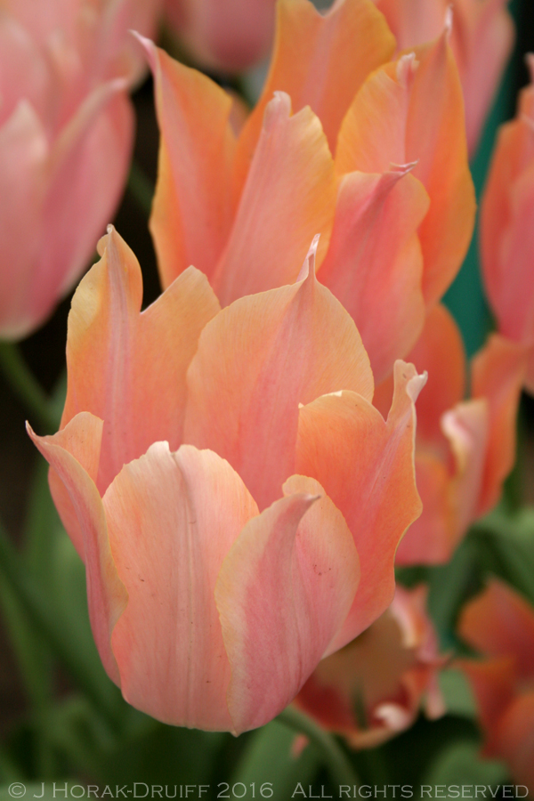 KeukenhofTulipsPink