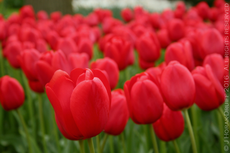 KeukenhofTulipsRed 