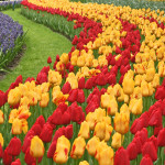 Keukenhof-Tulips