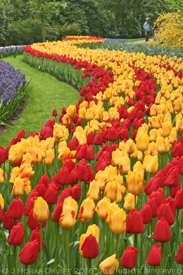 Keukenhof-Tulips